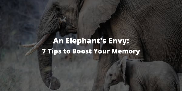 An Elephant's Envy: 7 Tips to Boost Your Memory