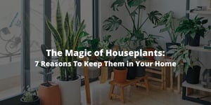 The Magic of Houseplants: 7 Reasons To Keep Them in Your Home