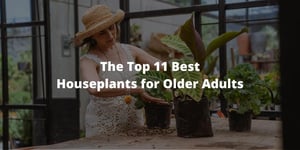 The Top 11 Best Houseplants for Older Adults