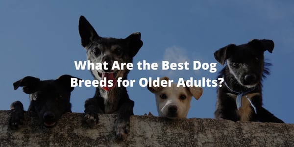 What Are the Best Dog Breeds for Older Adults?