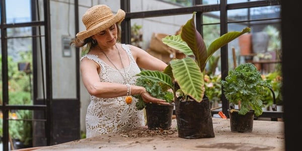 The Top 11 Best Houseplants for Older Adults