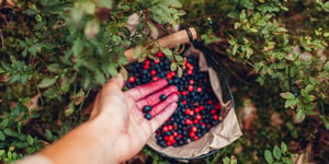 Finding Fresh Food in Nature: A Beginner's Guide to Foraging