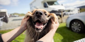 Pet-Friendly RV Travel: Tips for Road Tripping with Your Furry Friends