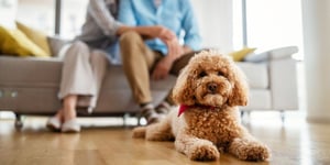 How to Prepare Your House for a New Pet